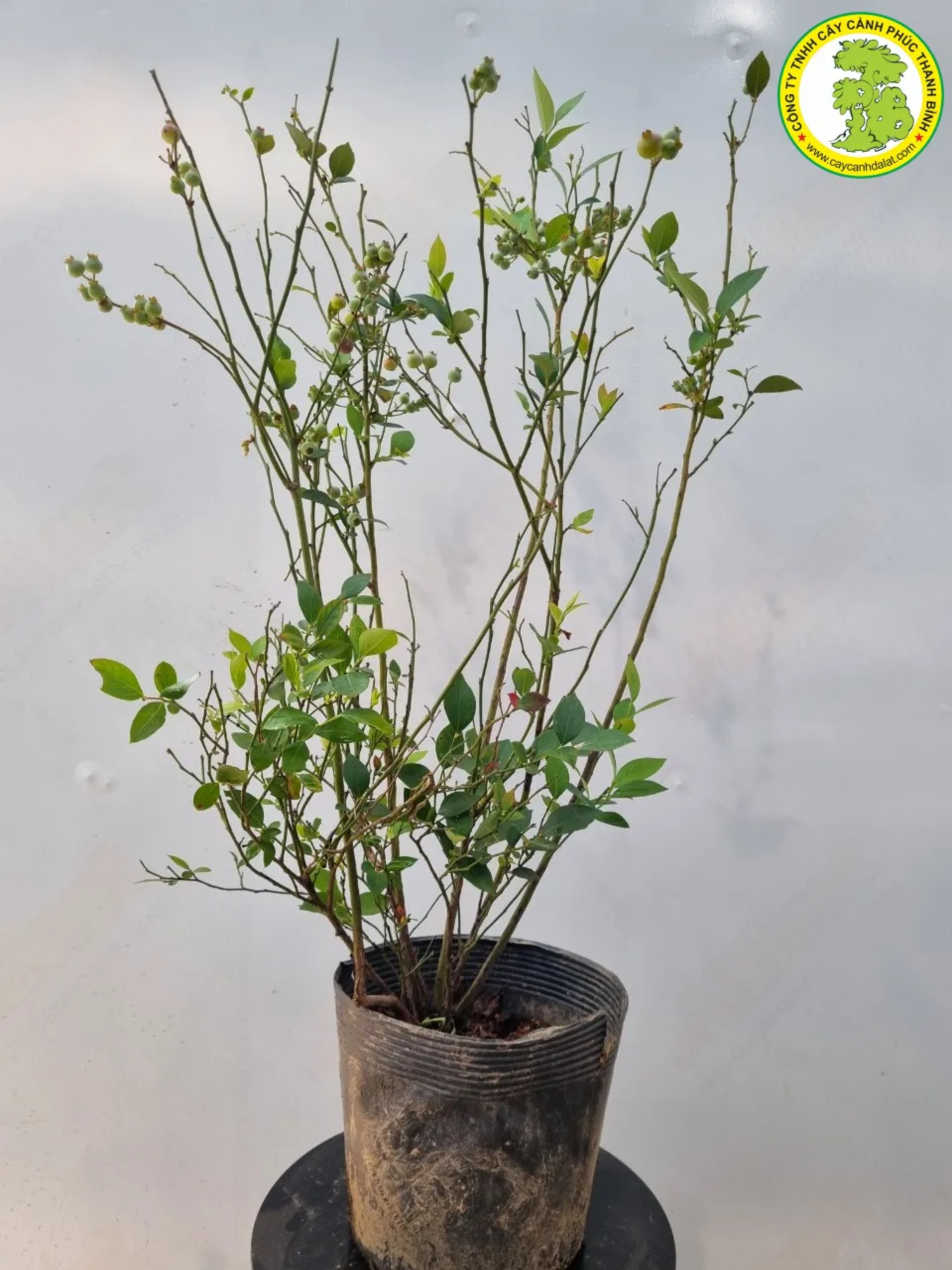 Cây Việt Quất (Bluberry)